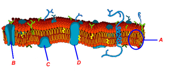 membrane2.jpg