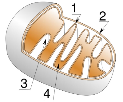 mitochondrion.jpg