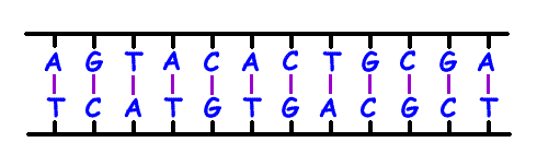 DNA1.gif