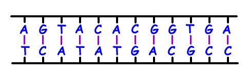 What Are The Dna Base Pairing Rules