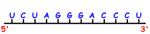 mRNA_1.gif