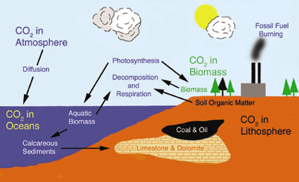 Carbon Cycle Respiration