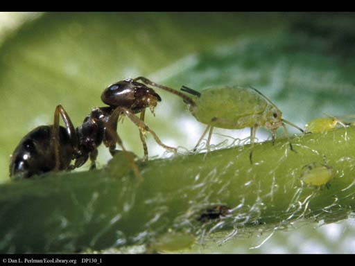 ant_aphid.jpg