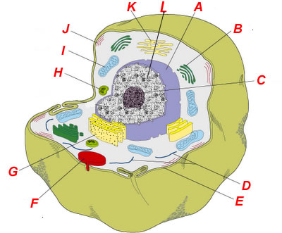 animal cell organelle diagrams