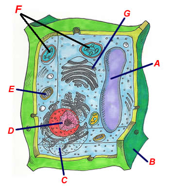 plant cell for kids to label
