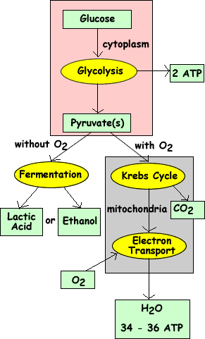 anaerobic respiration diagram